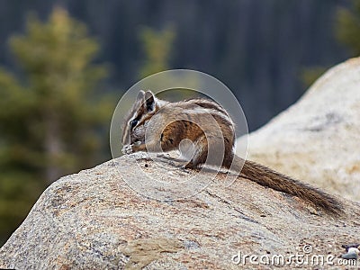 Curiosity of the Western Chipmunk Stock Photo